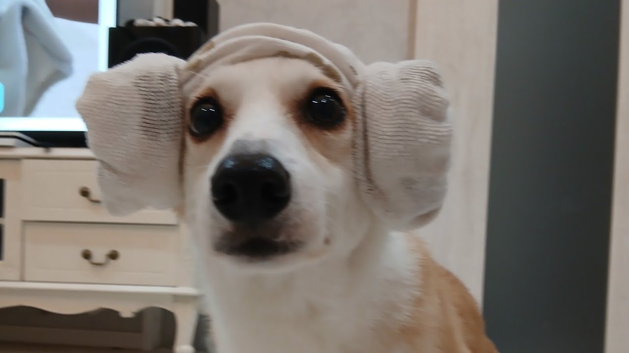  はむのチムジルバンごっこ/Ham the Corgi Prepares for Korean Spa 🐶/ 【양머리】 내 구운 계란 