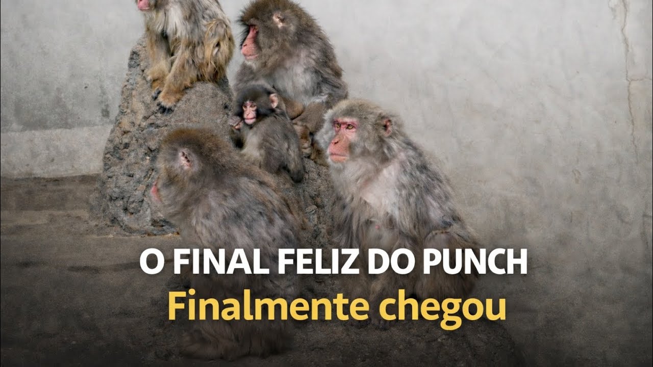 O Final Feliz do Macaquinho Punch🐒