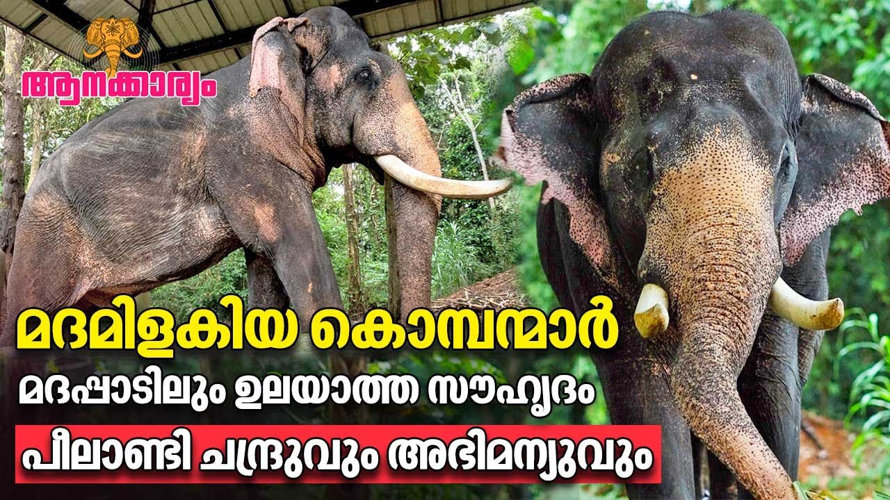 EP 89 | മദമിളകിയ കൊമ്പന്മാർ,മദപ്പാടിലും ഉലയാത്ത സൗഹൃദം,പീലാണ്ടി ചന്ദ്രുവും അഭിമന്യുവും | Aanakkaryam