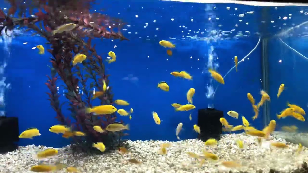 Electric Yellow Cichlids