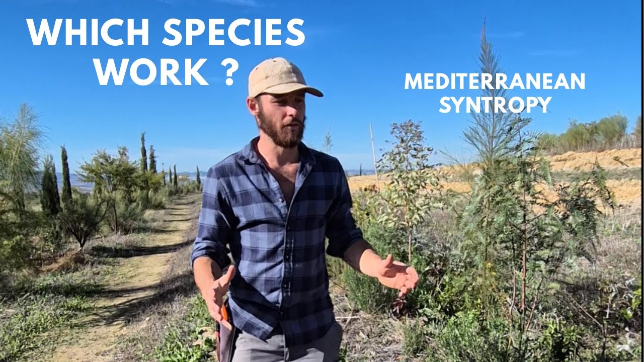 MEDITERRANEAN SYNTROPIC TRIAL [ WHICH SPECIES ? ]