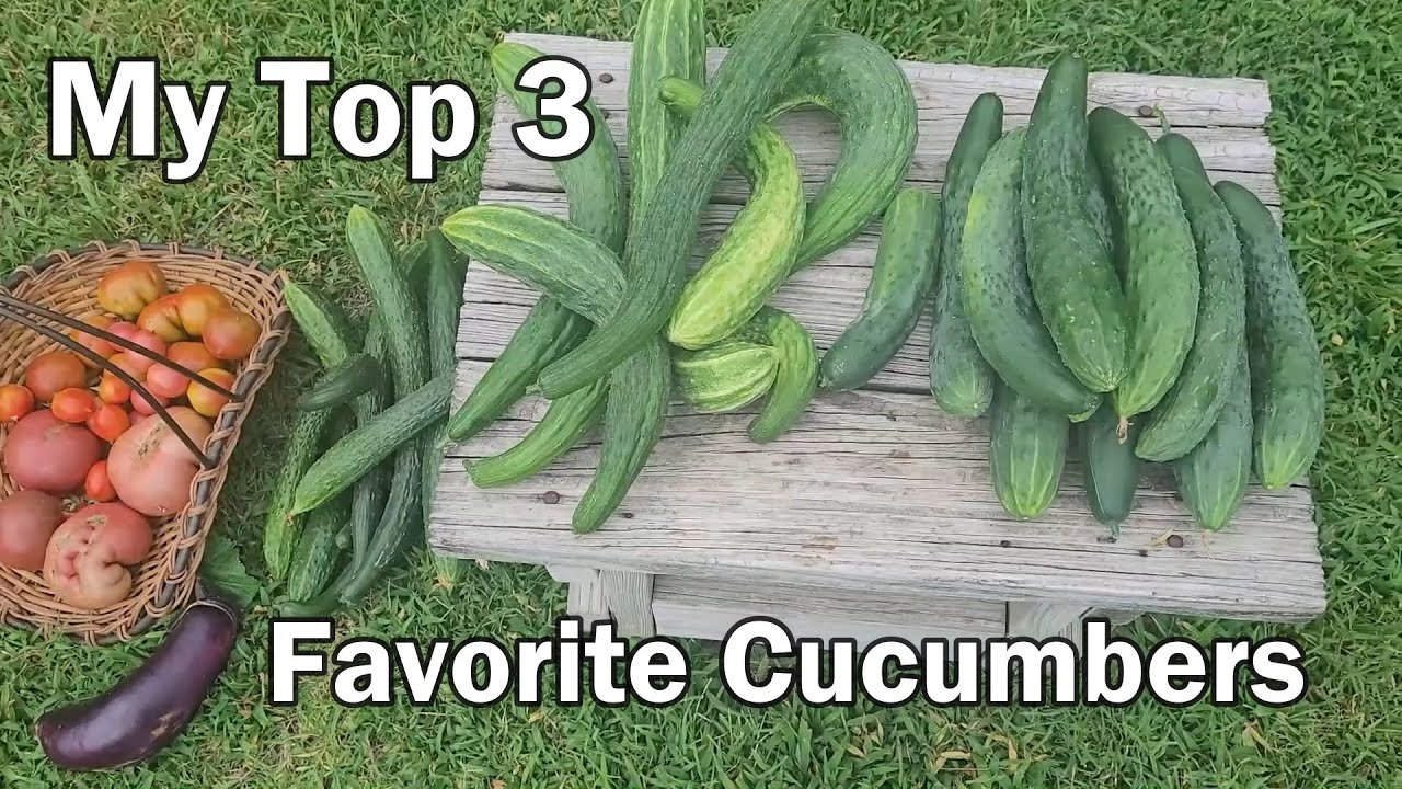 My Top 3 Favorite Cucumbers To Grow And Which Is My #1 Favorite