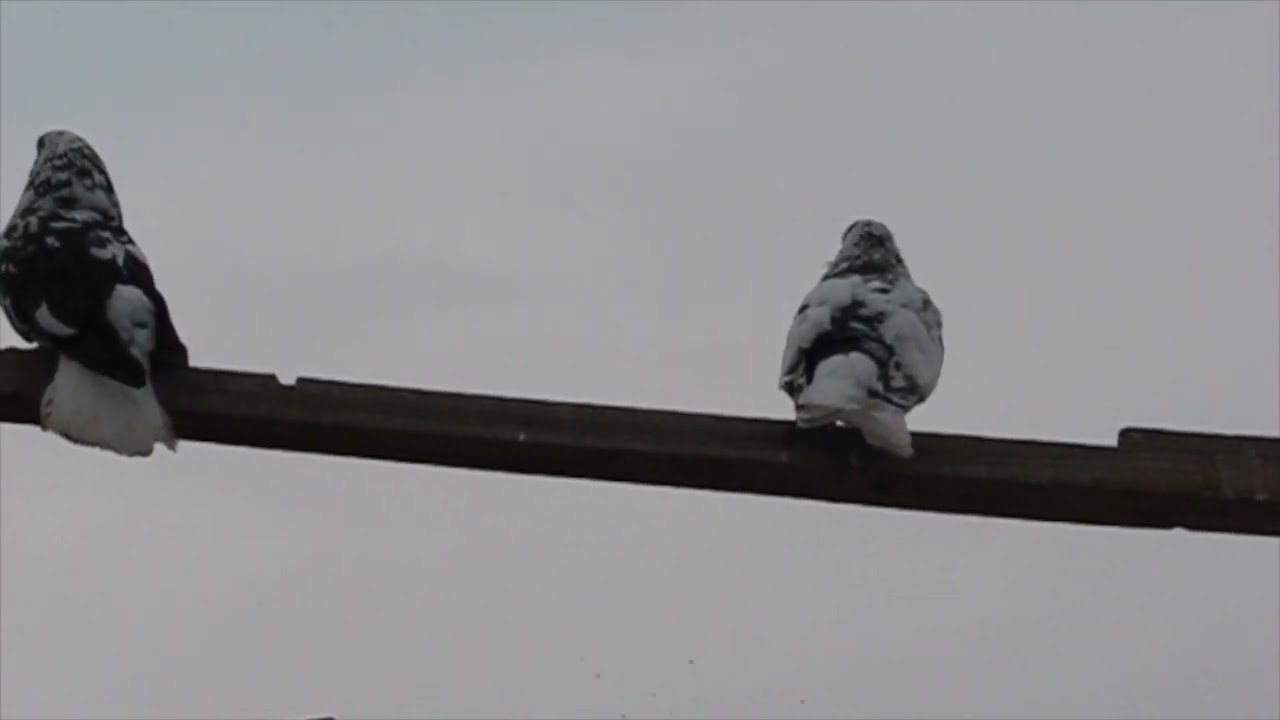 Запоздалая зима