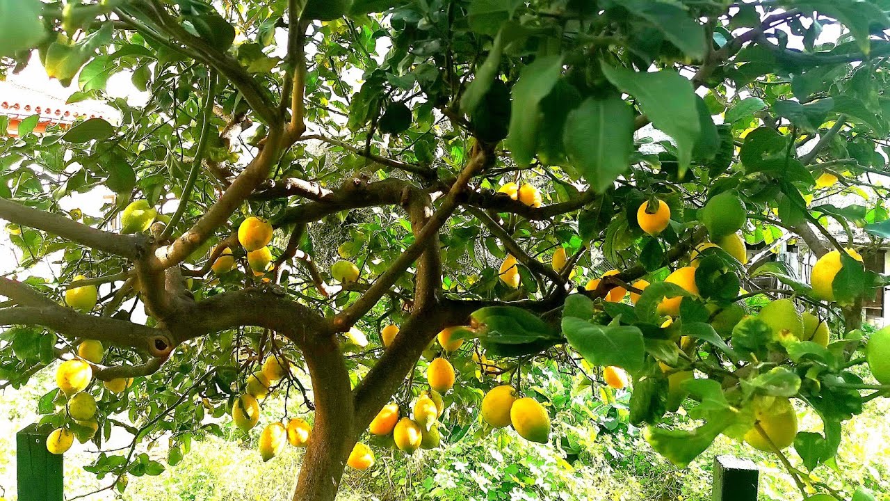 Κλάδεμα Λεμονιάς - Lemon pruning