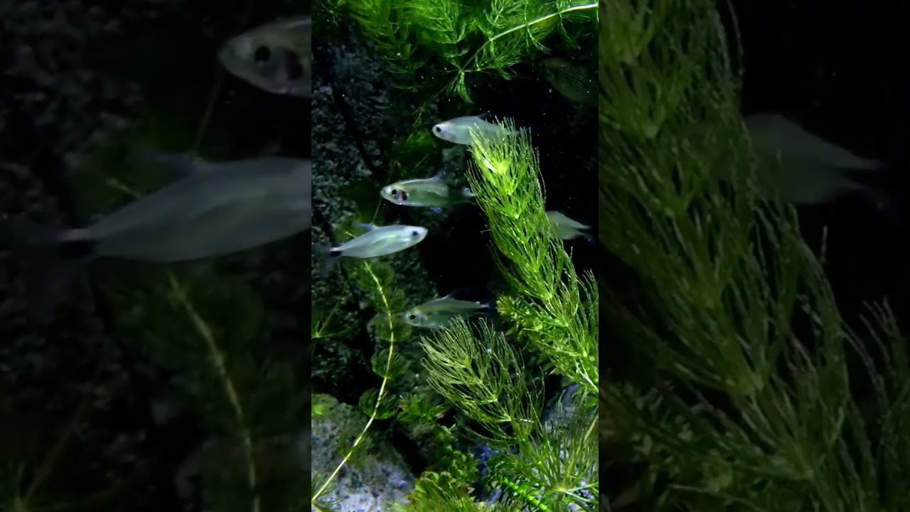 #Underwater SHORTS #underwaterambiance #fish #underwaterrelaxation