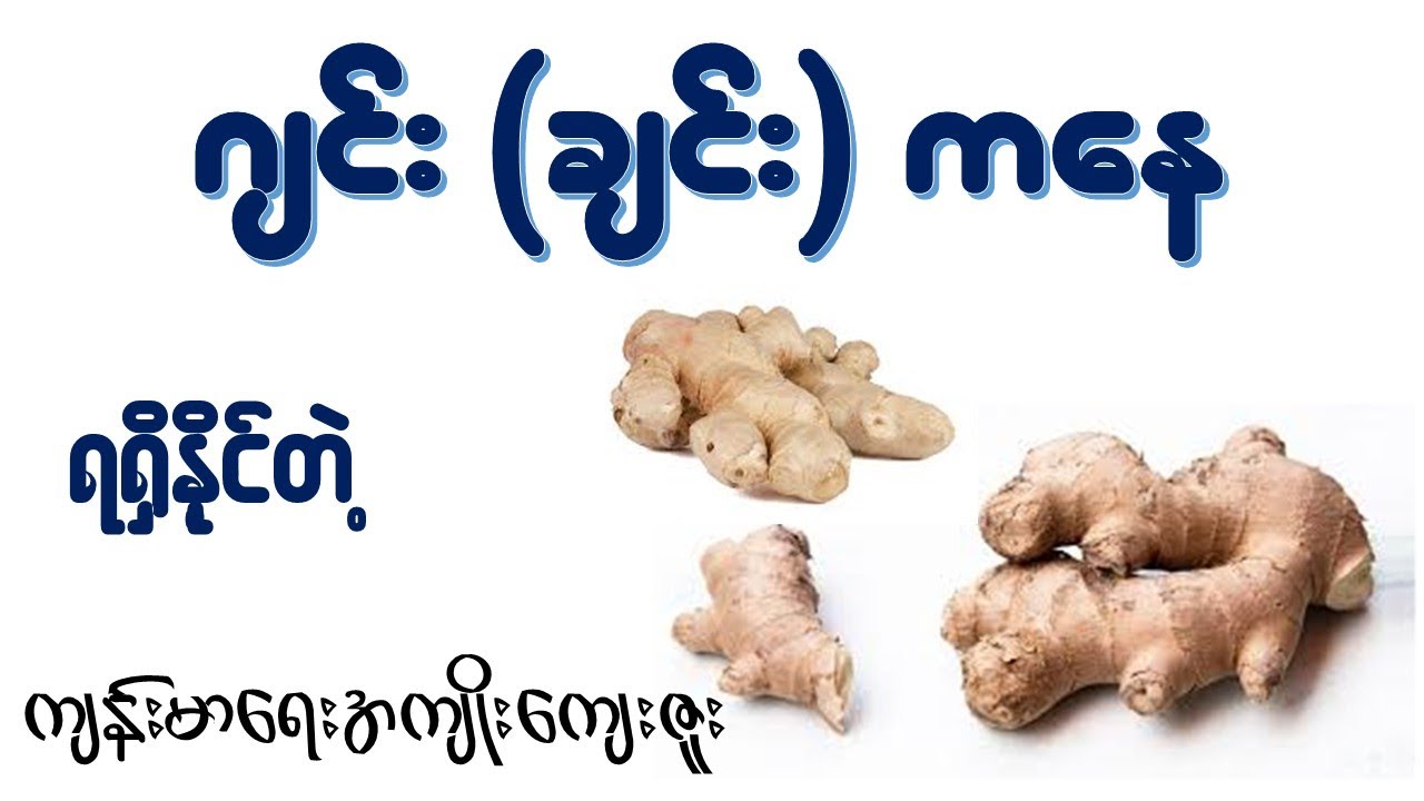 ဂျင်း (ချင်း)ရဲ့အကျိုးအာနိသင် (၂၆) မျိုး   I   Health Benefits of Ginger