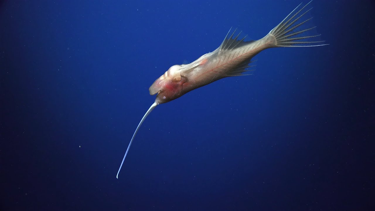 The Great Australian Deep-Sea Coral + Canyon Adventure - 4K ROV Highlights