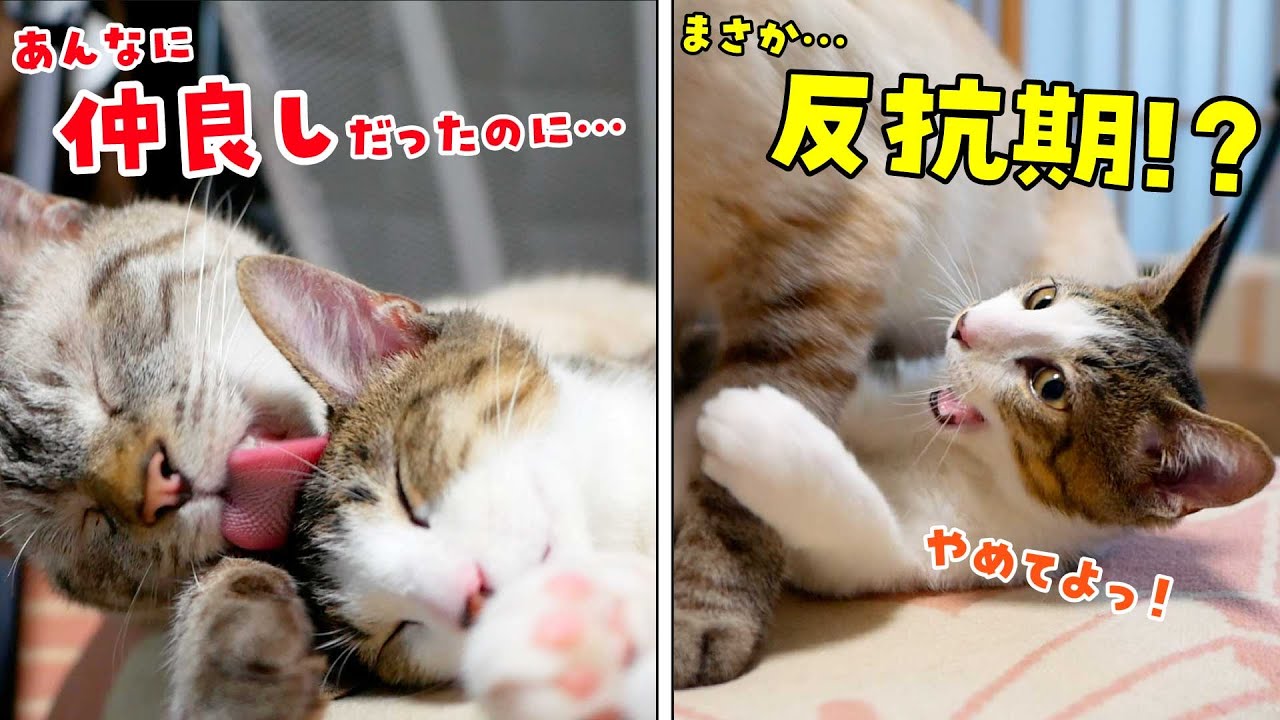 弟猫に反抗期が来たのか、デュフィに対して反発するようになってきました