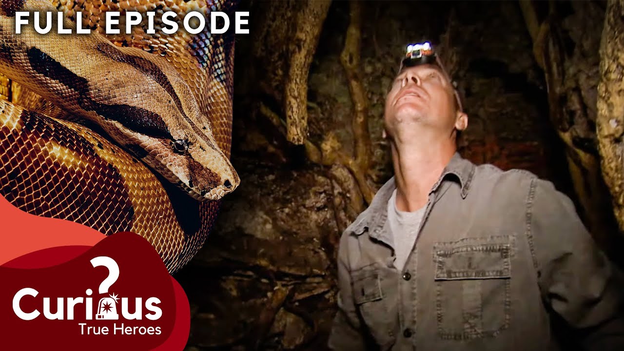 Are Burmese Pythons in the Everglades Making a Comeback? | FULL EPISODE