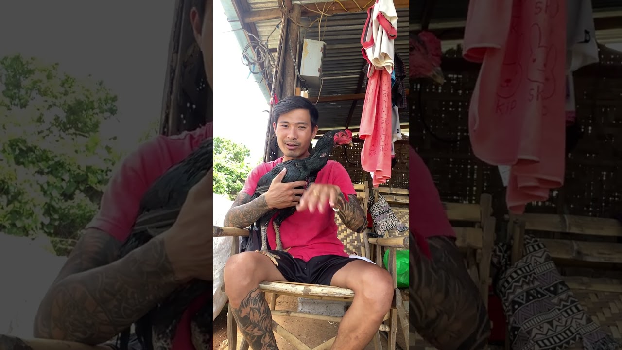 ကျနော်ဘဝအကြောင်းနဲ့တိုက်ကြက်ဘဝထဲဝင်လာမယ့်ဆိုတဲ့ညီကိုတွေ @ပိုက်ဆံအရင်ရှာပါ