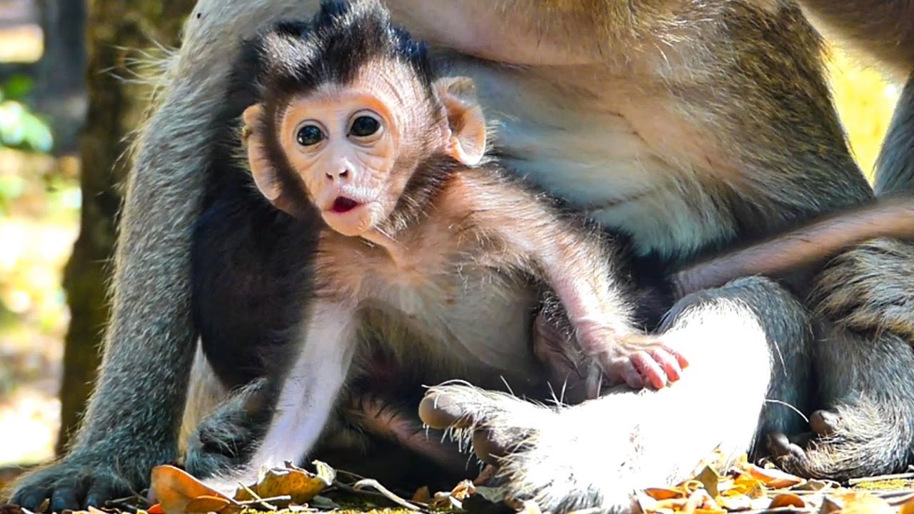 Gorgeous marvelous beautiful lovely baby monkey Jolan most active plaful