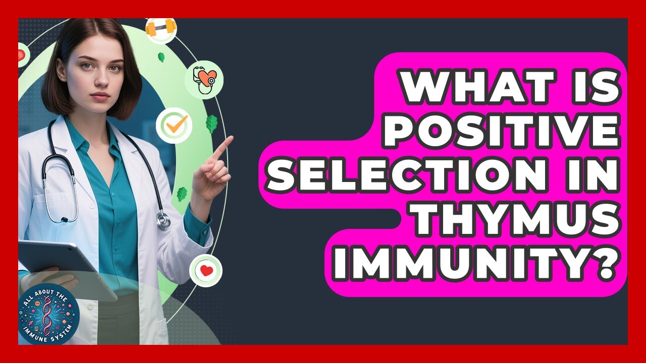 What Is Positive Selection In Thymus Immunity? - All About the Immune System