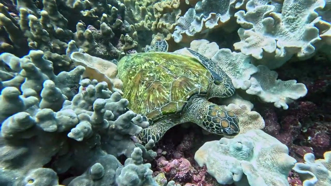 Scuba Diving - Oman - Black Tip
