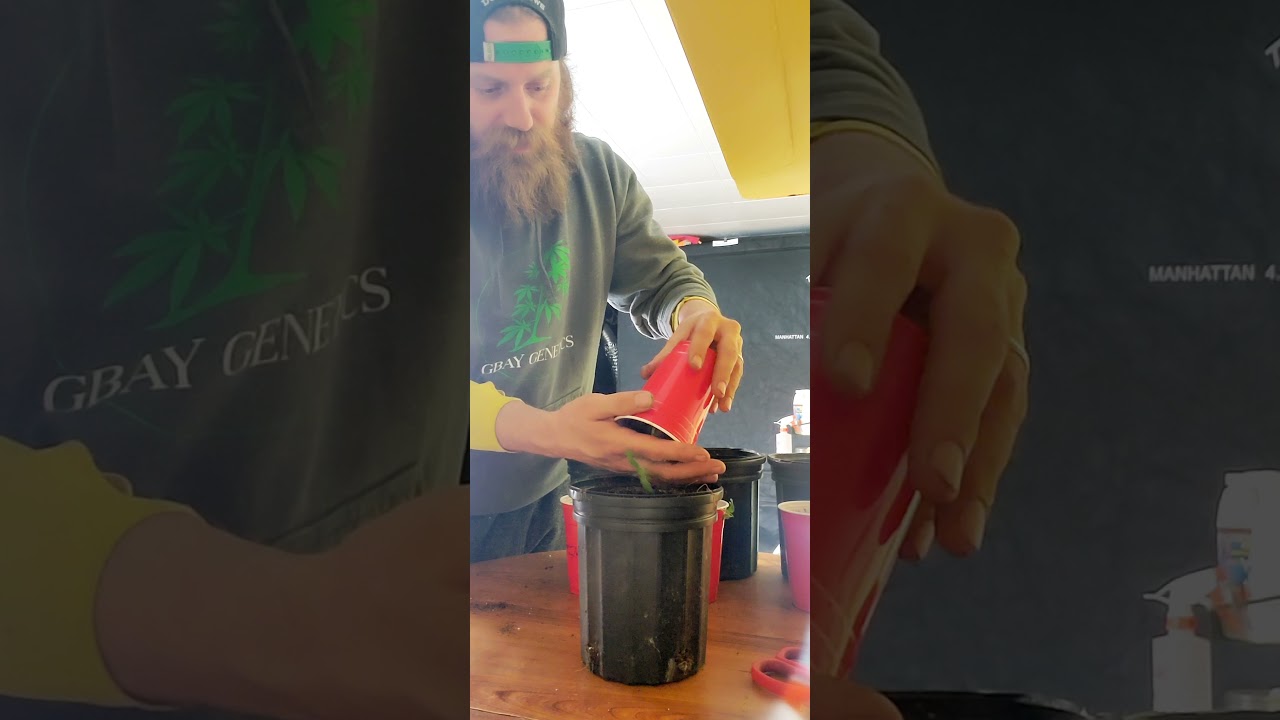 transplanting leggy seedlings.acmpr legal grow 18+.adults only.