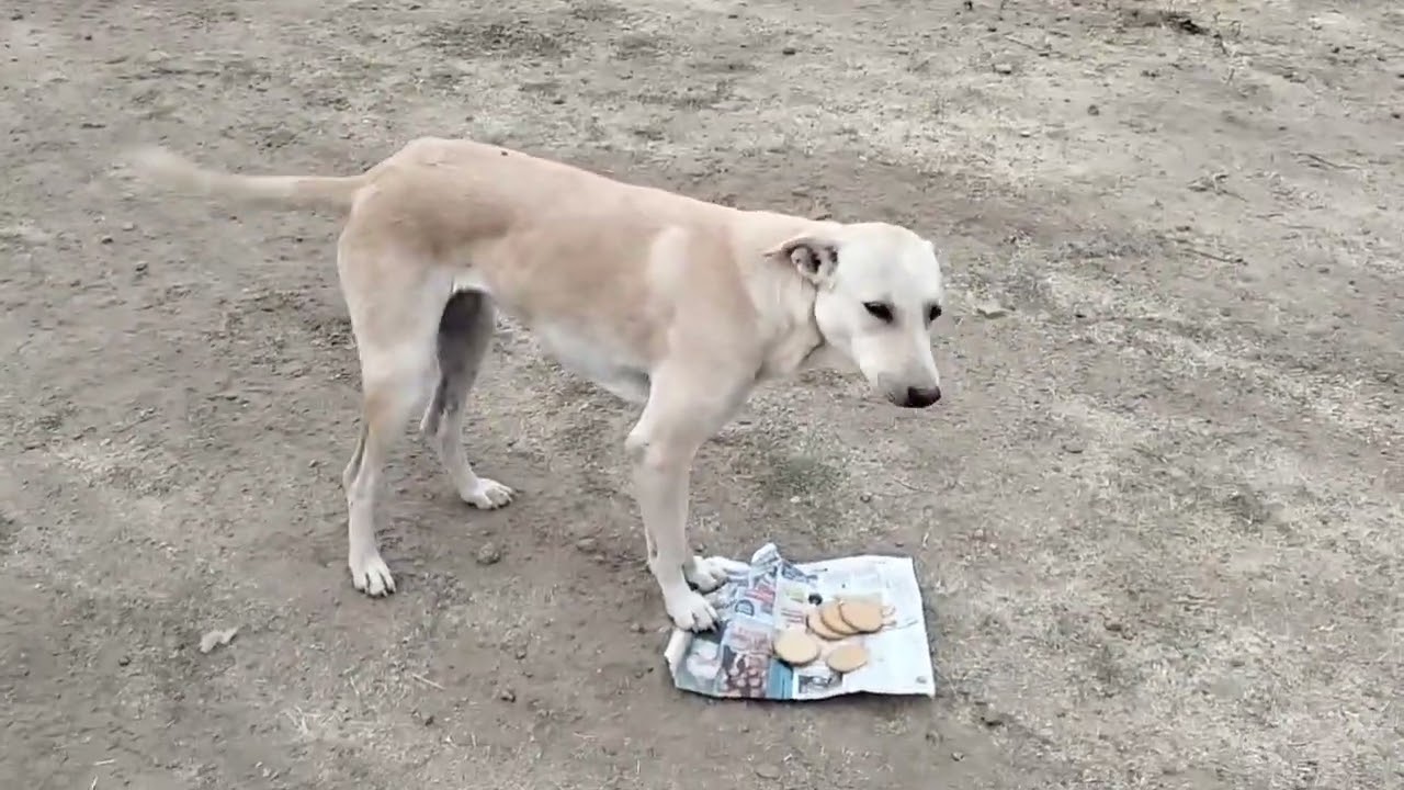 आमच्या लेकरांबरोबर केली महाशिवरात्री साजरी 👏👏🐕‍🦺🐕‍🦺