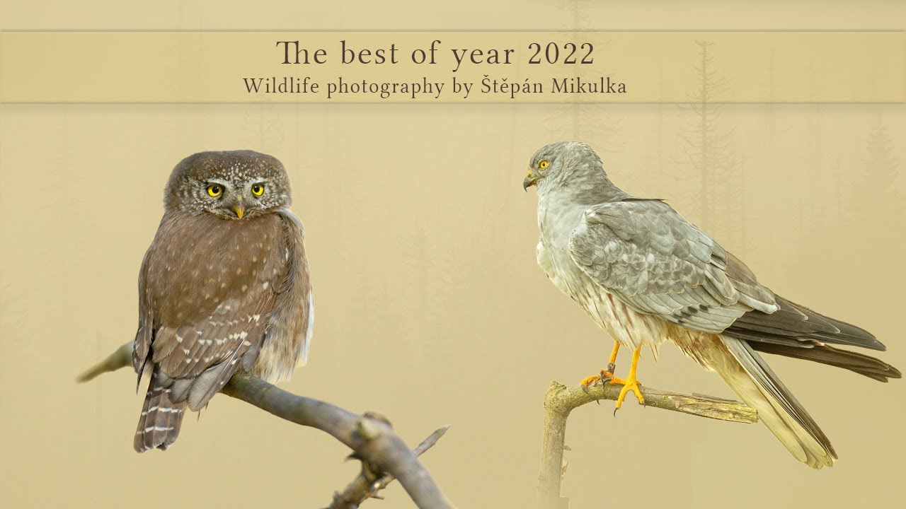 The best of 2022