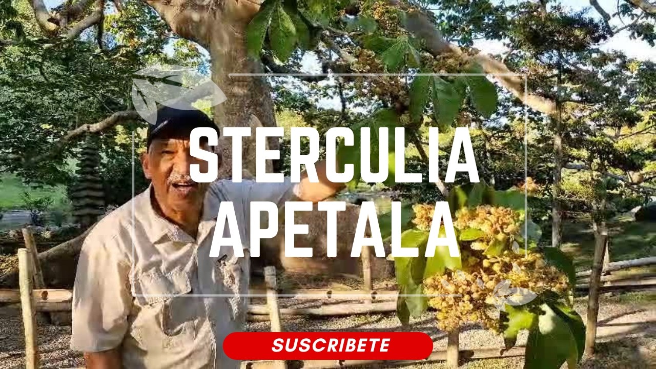STERCULIA APETALA