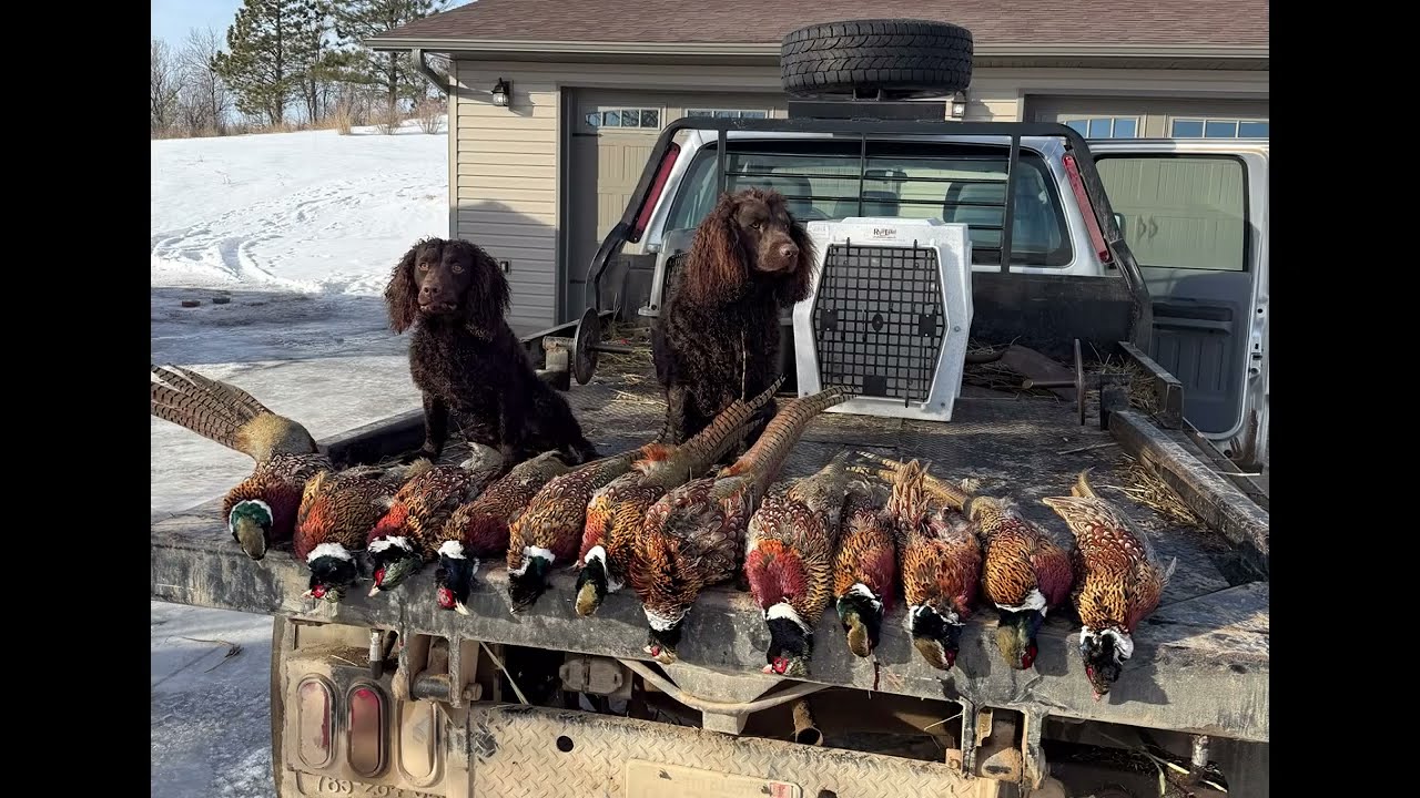 American Water Spaniel Highlights