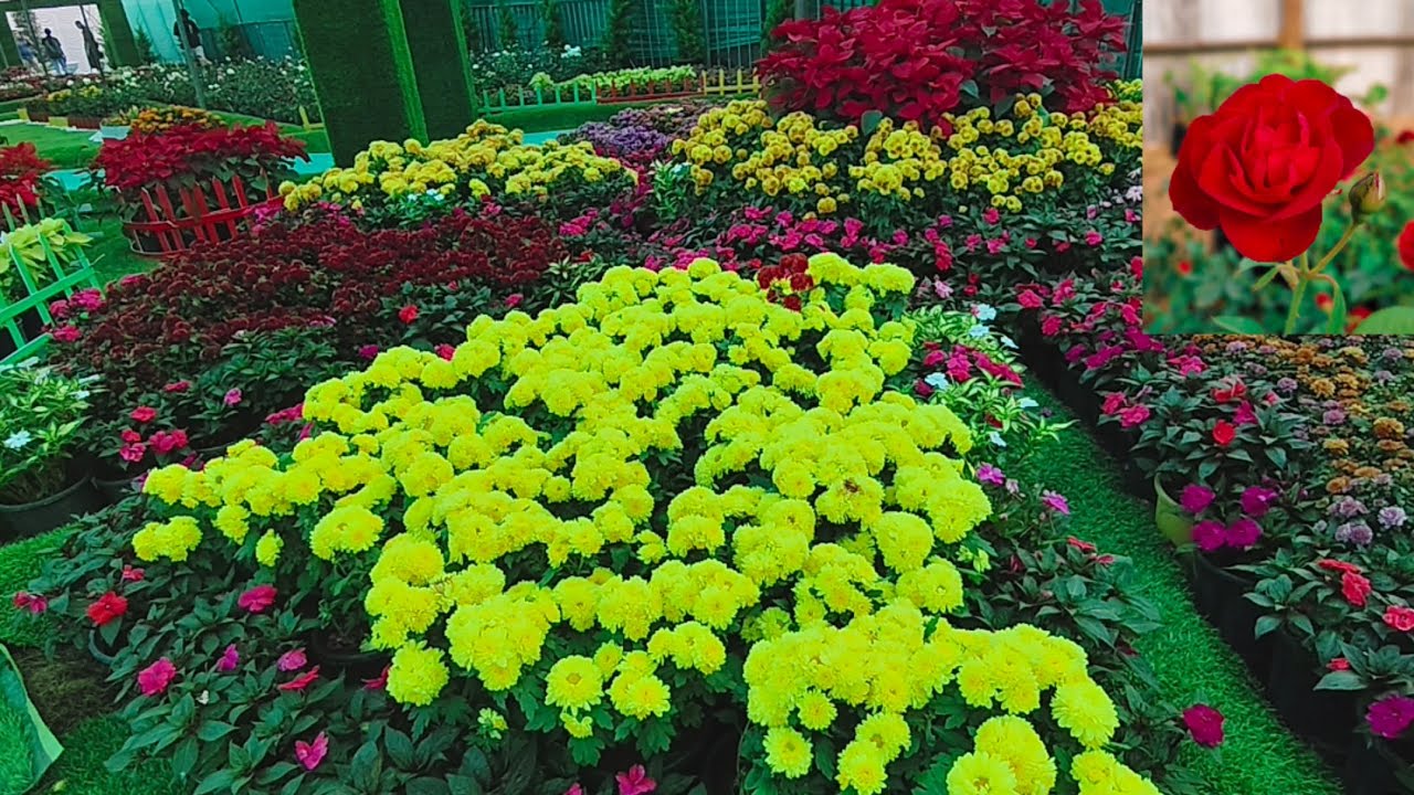 Kollam flowers fest asramam #flowers #roja