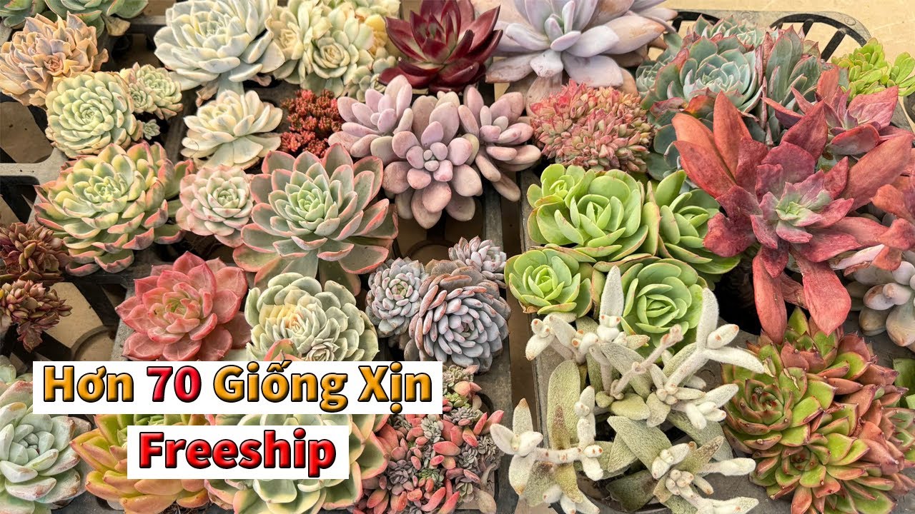 Sen xịn còn ít nhưng cây nào cũng chất lượng là đây | succulent Gia Nghia