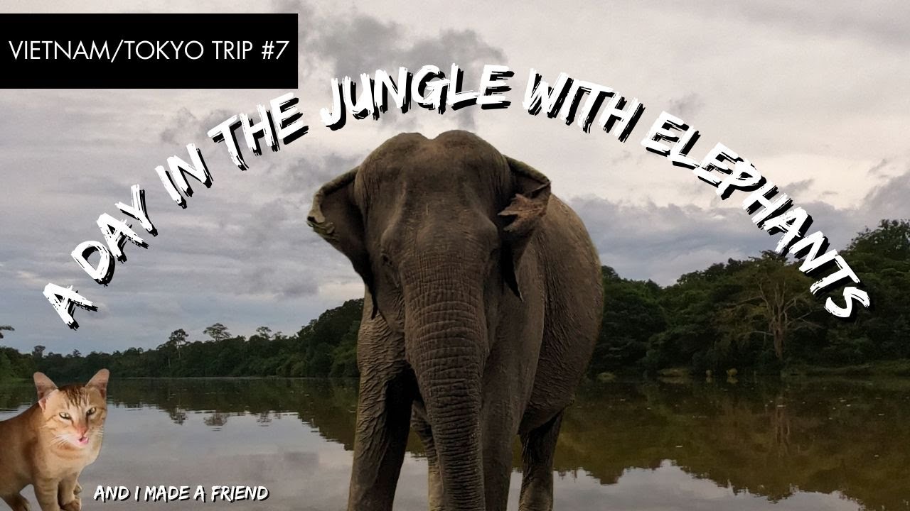 The Best Way To See Elephants In Vietnam