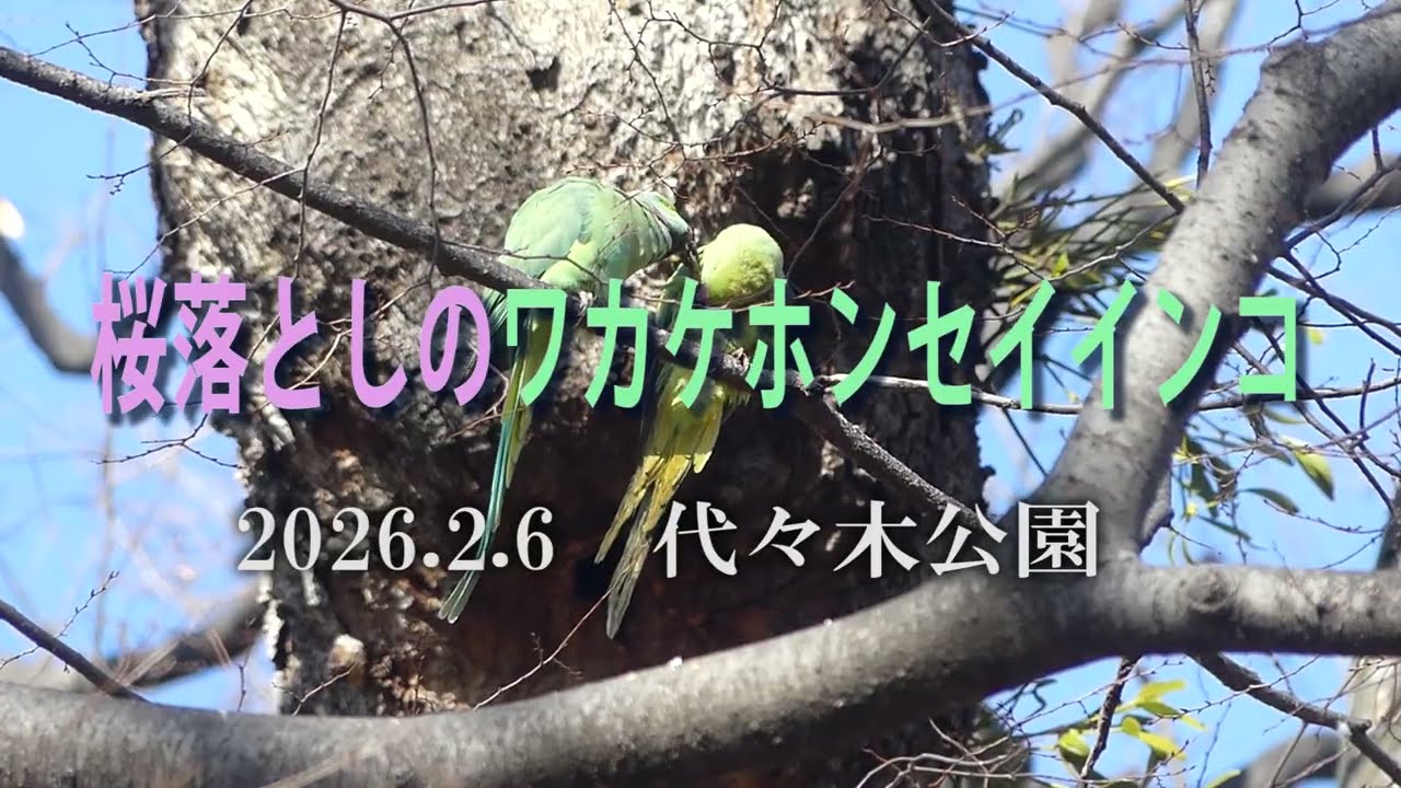 桜落としのワケホンセイインコ