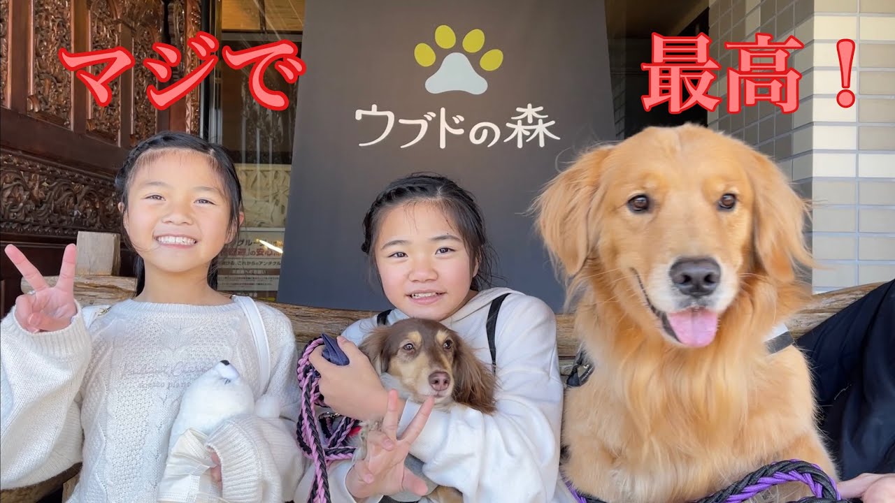 一日４組限定！超大型犬もOK！愛犬と一緒に布団で眠れるラグジュアリー空間が最高でした！【ウブドの森別館グラティス】【ゴールデンレトリバーとミニチュアダックスフンド】