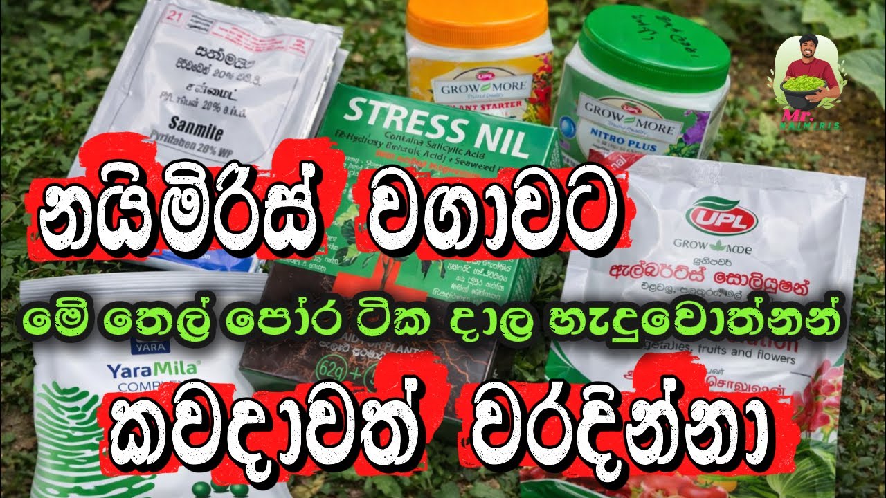 නයිමිරිස් වගාවක් මුලින්ම ආරම්භ කරන අයට මුලින්ම දාන්න ඕන පොහොර සහ කෘමිනාශක Naimiris wagawa