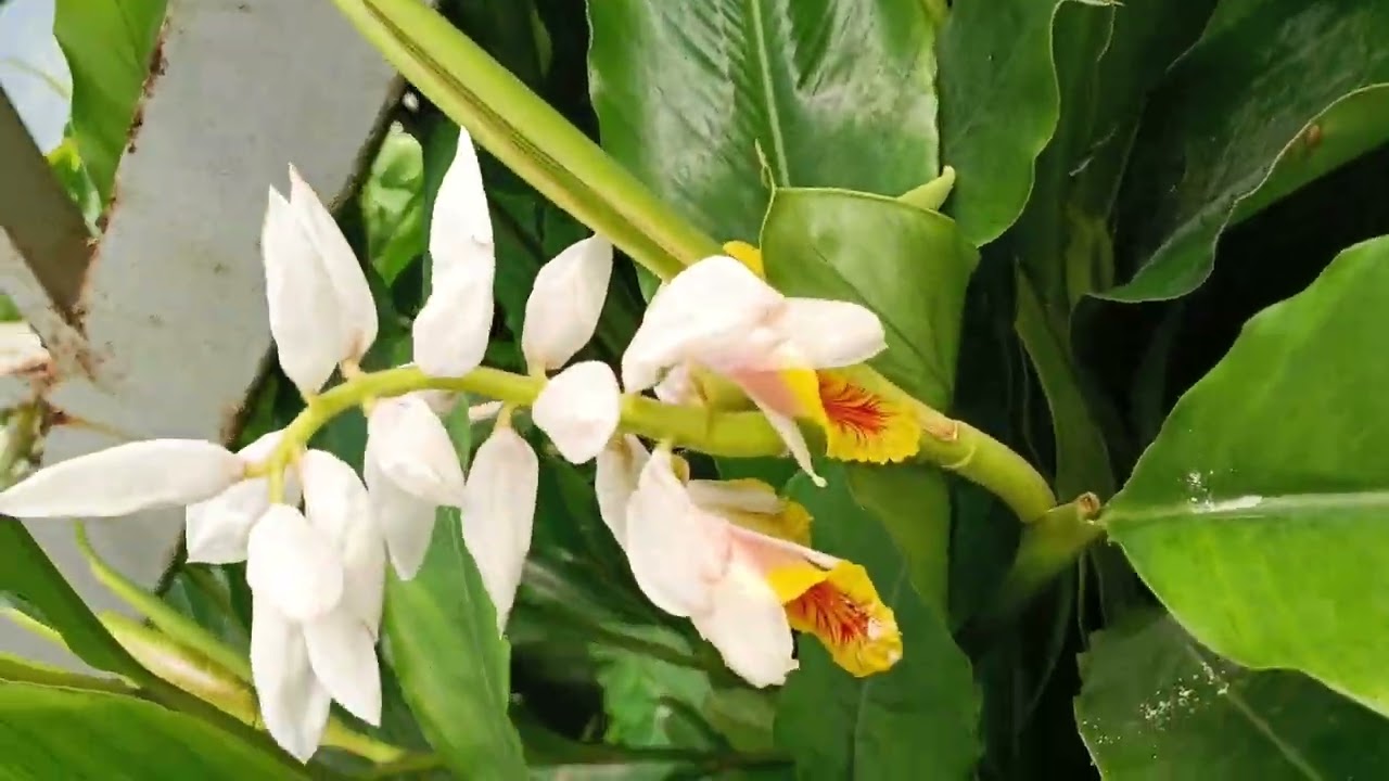 цветут лимоны и кардамон 🙂❤👏👏👏