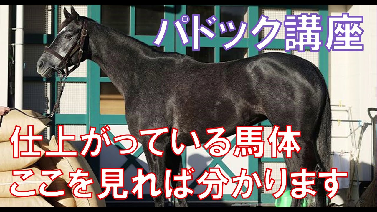 仕上がっている馬体はここを見れば分かります！パドック講座第3回【ガチで競馬を語りたい大学】