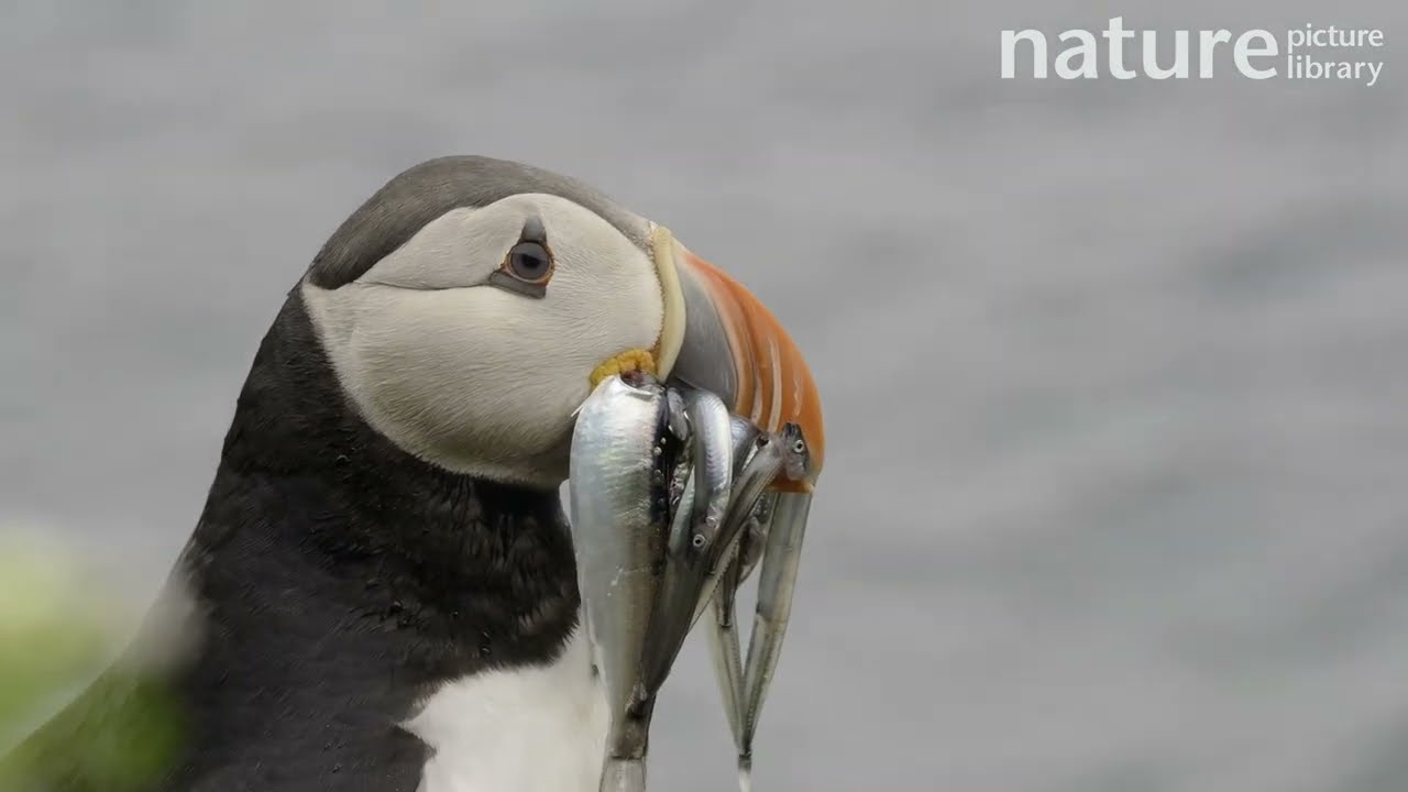 Atlantic puffin (Fratercula arctica) with beak full of sand eels, Hornoya, Norway. July.