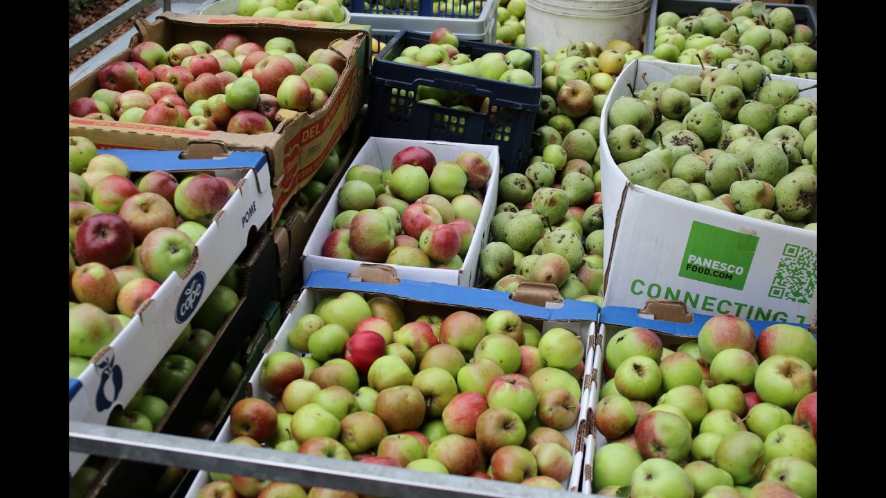 De grote appelpluk