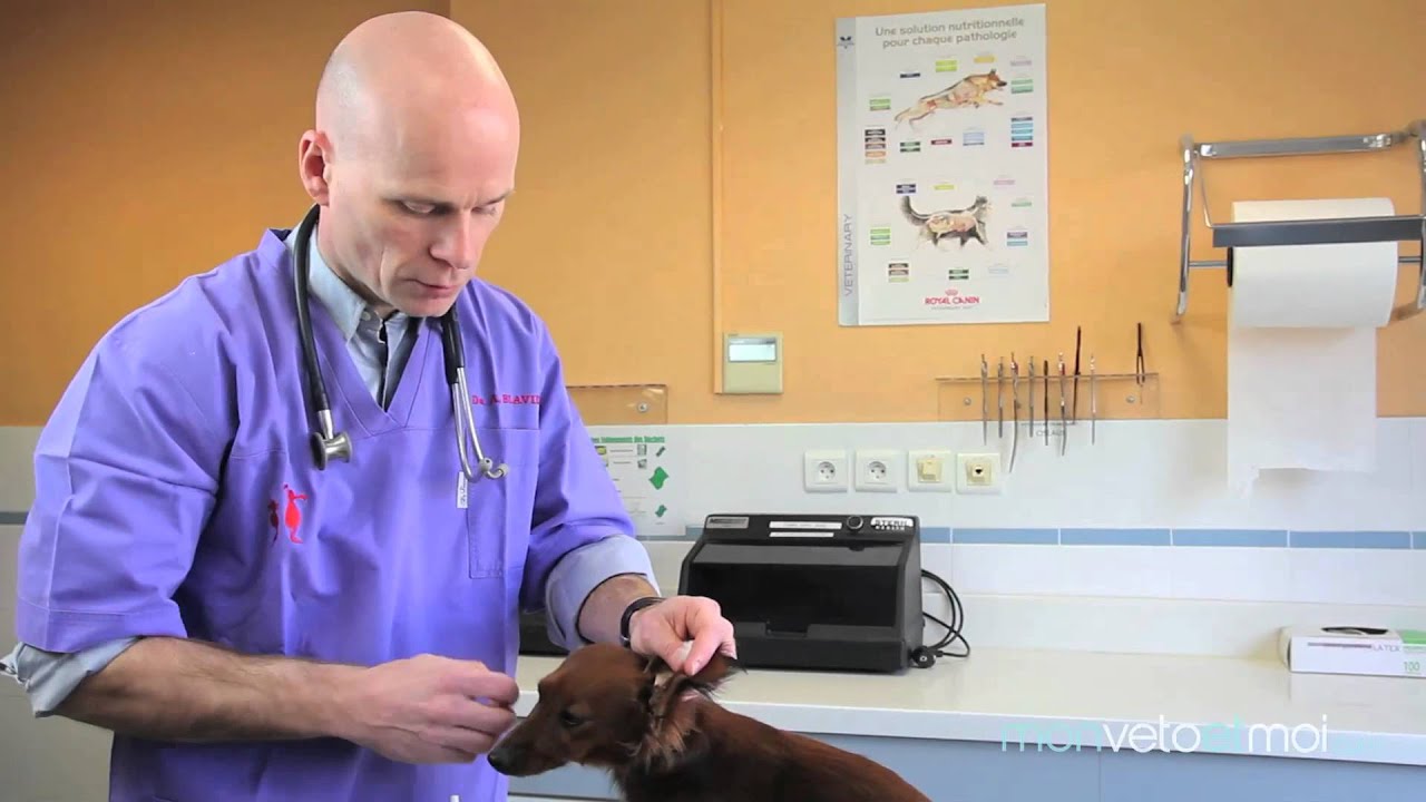 Comment nettoyer les oreilles de mon chien ?