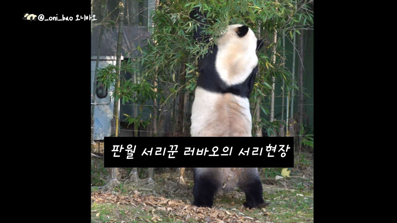 25.11.17 Panda World Два мороза Ле Бао
