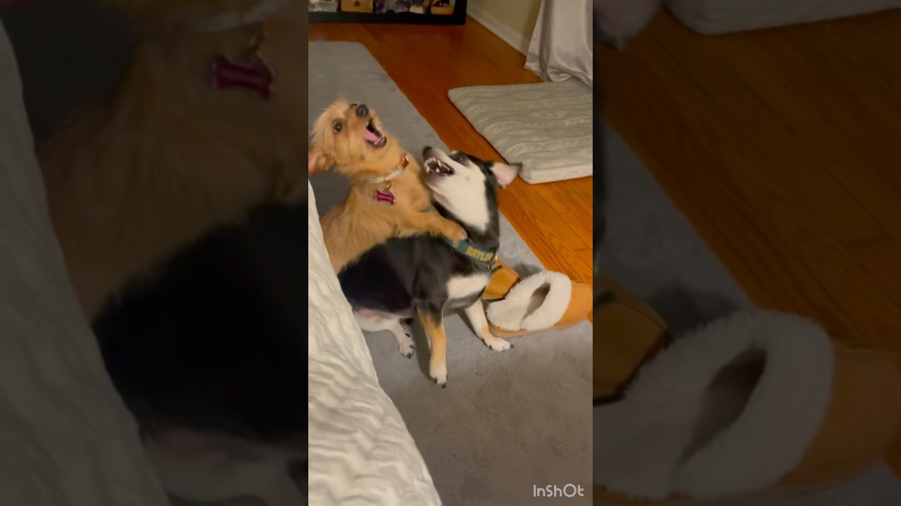 Our new puppy, Luna, just loves to ride her brother Hero like a cowgirl.😝 