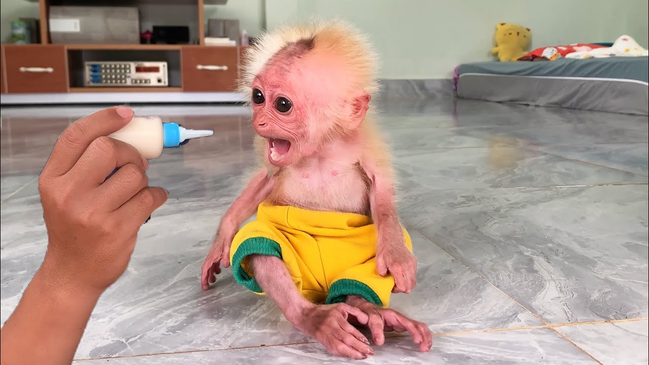 baby monkey Jobi morning habit crying for milk