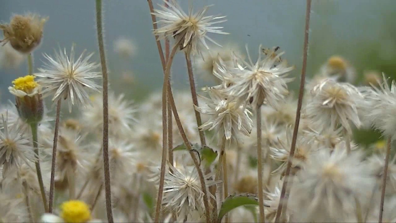 Bot&atilde;o de Ouro - Planta do Sert&atilde;o