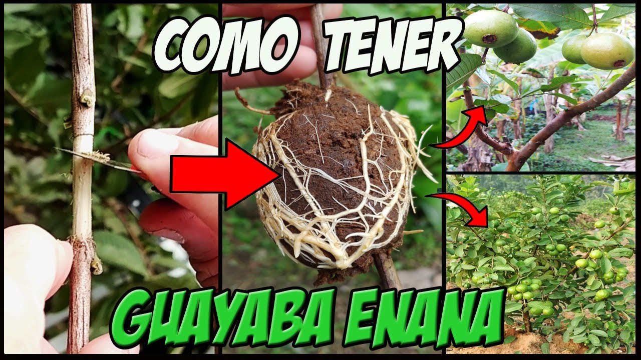 COMO TENER GUAYABA ENANA - acodo aéreo de guayaba