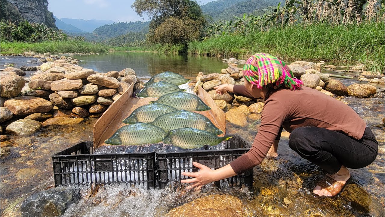 Meet giant fish in a stream. The girl used a board as a slide to trap fish. giant fish trap