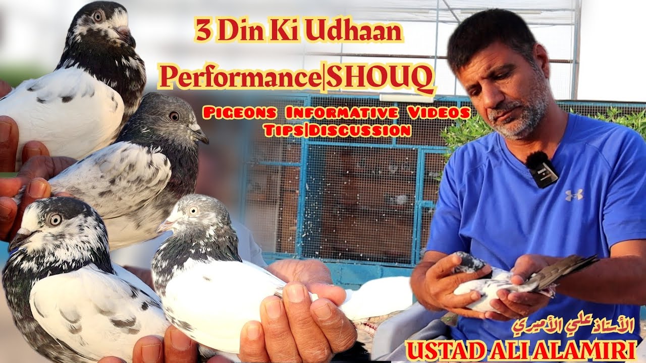 Ustad Ali Alamiri|3 Din Ki Udhaan|Kabotaron Ki Parwaz|SHOUQ|Informative Video|Tips @AJMANPIGEONCLUB 