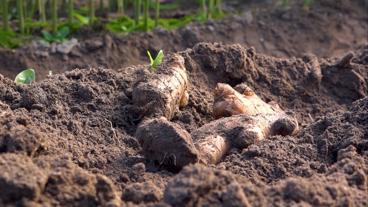 Imbir podbije Polskę? Tak twierdzą naukowcy