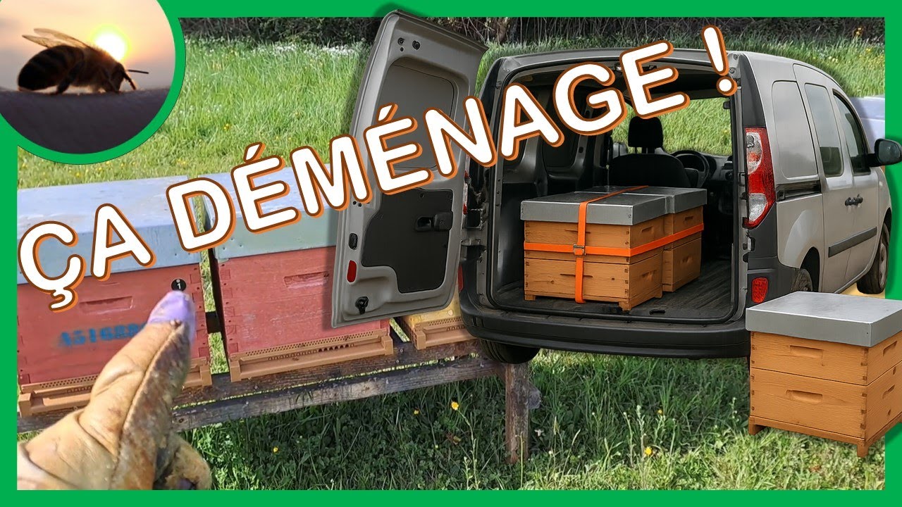 Ça part fort ! En parallèle, déplacement des ruches #apiculture #abeille #bee #miel #nature #foryou