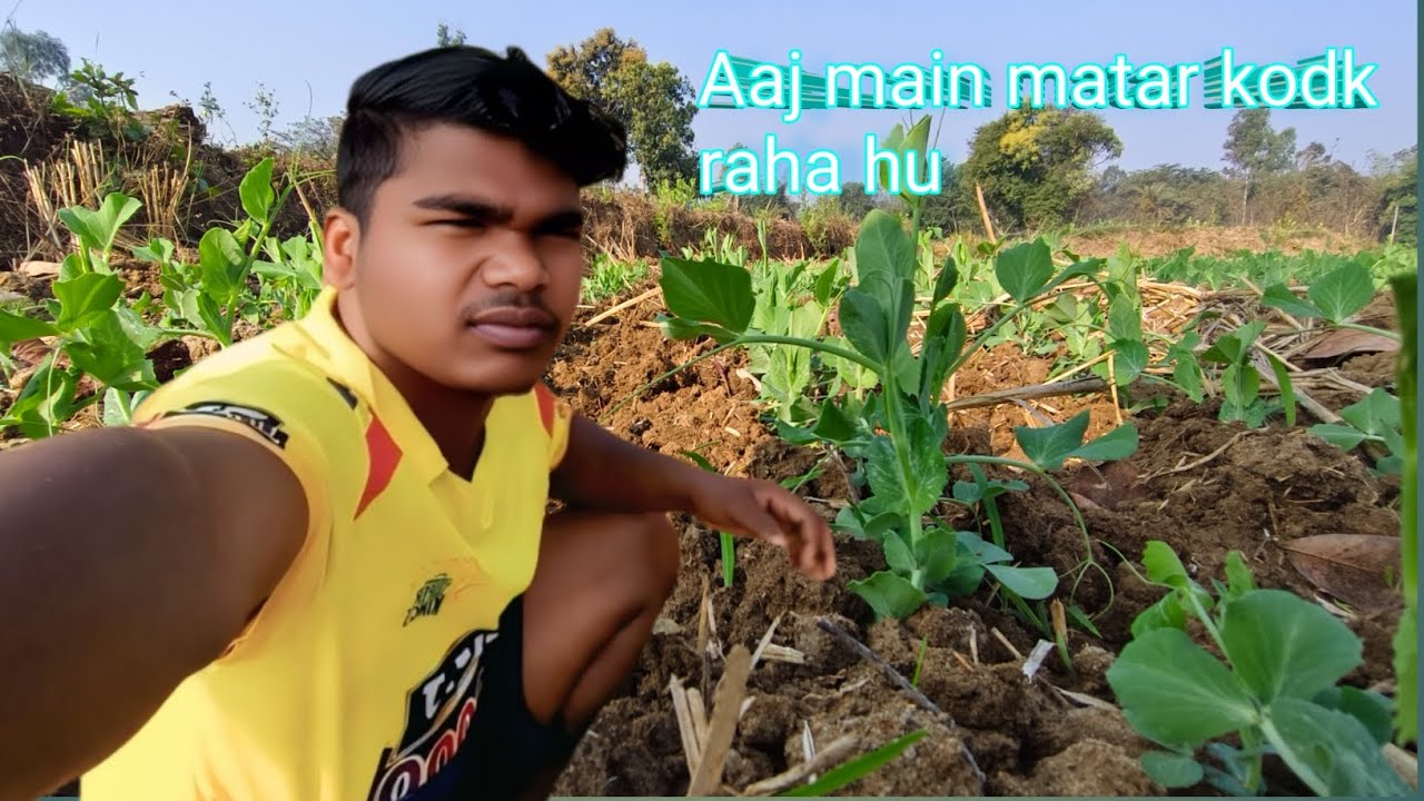 Matar Kodak Ke || Sathi Makka mein sinchai bhi ho gaya ? #crbsunilvlogs #vlog 