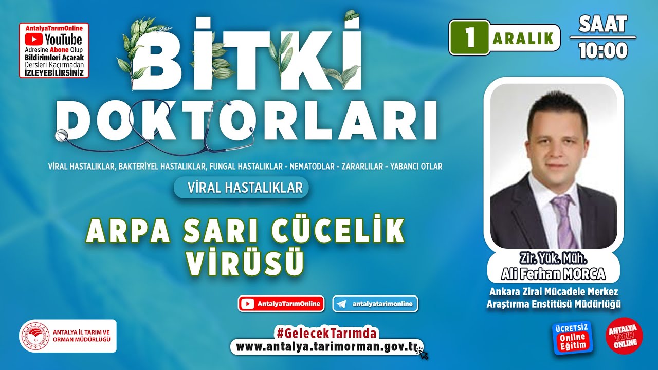 Bitki Doktorları 125- Arpa Sarı Cücelik Virüsü