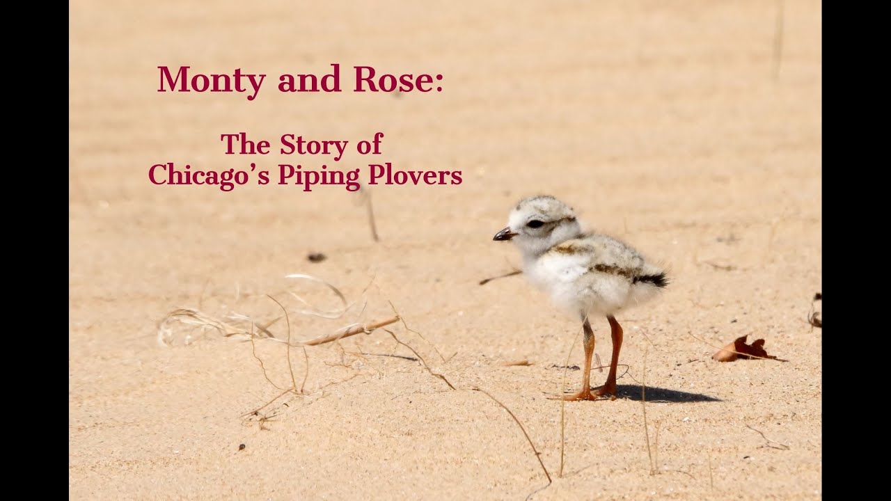 Monty & Rose: The Story of Chicago's Piping Plovers