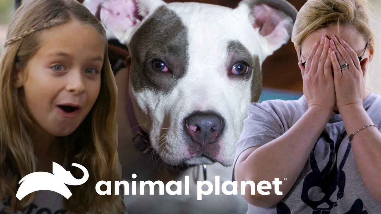 Las adopciones más emocionantes | Pit bulls y convictos | Animal Planet