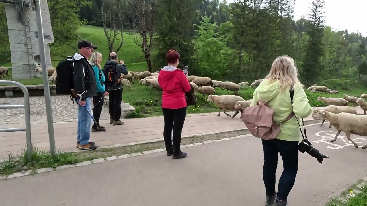 Wypas owiec (redyk) Zakopane