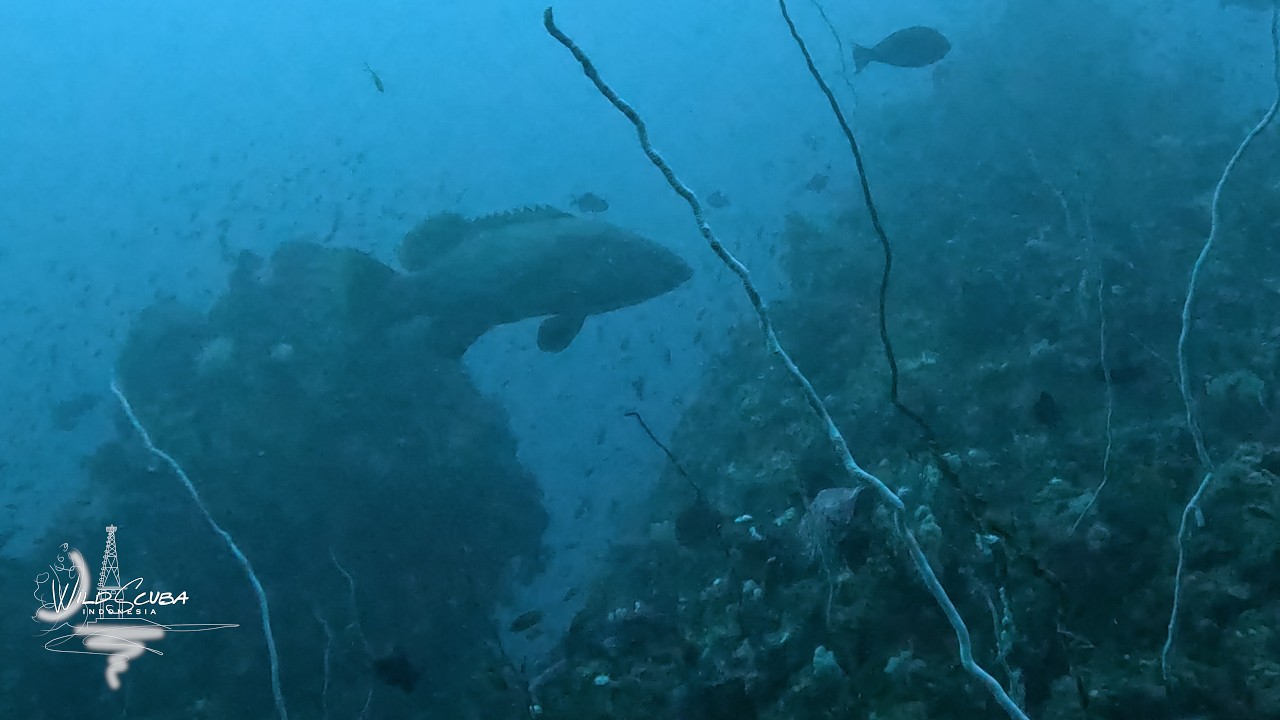 Currents, surges and a huge goliath grouper!