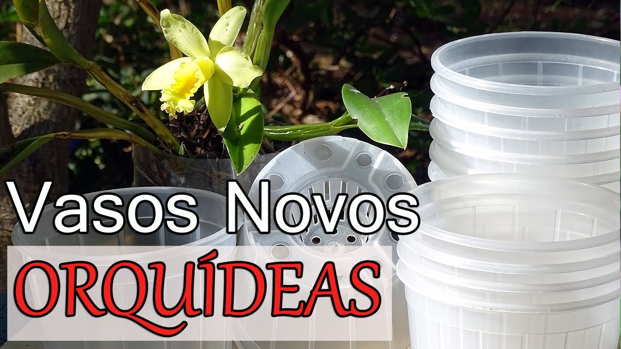 Novos vasos de pl&aacute;stico transparente com cone. &Oacute;timos para orqu&iacute;deas!