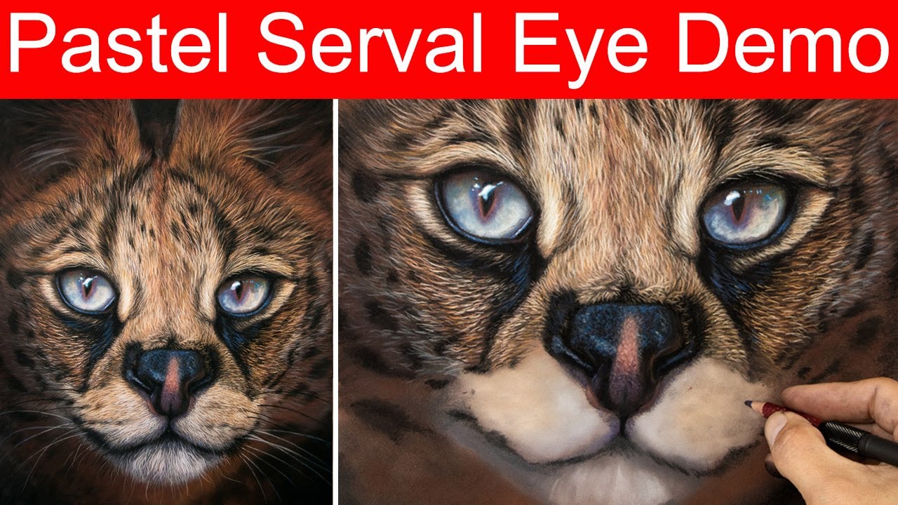 Pastel Pencil - Serval cat eye - Jason Morgan wildlife art